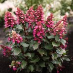 Hortenzia metlinatá (Hydrangea paniculata) ´LIVING INFINITY´® by LIVING CREATIONS® - výška 40-60 cm, kont. C2L - 150 dní kvitnutia!